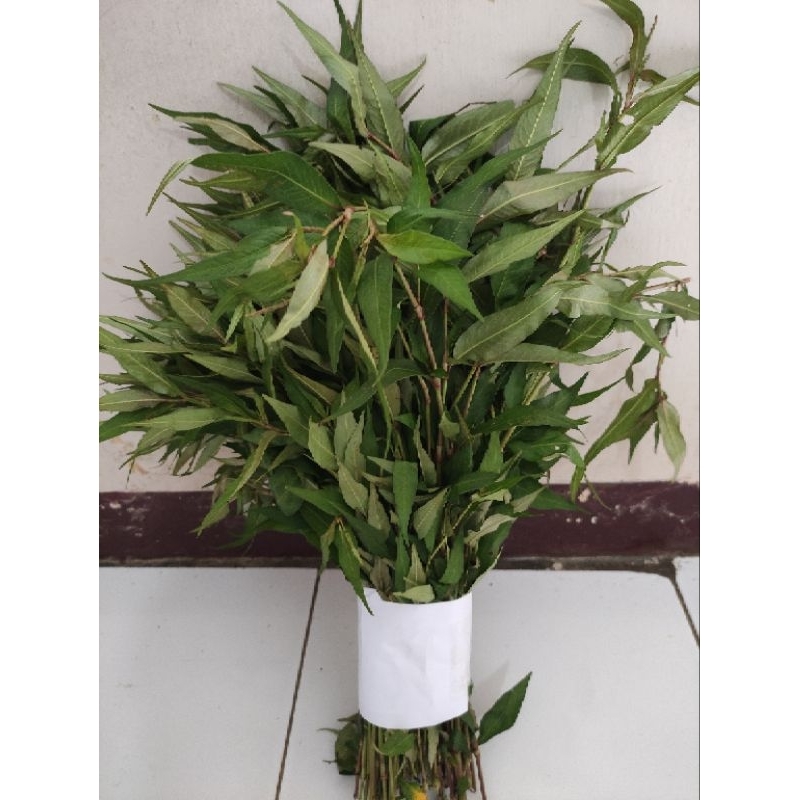 

Daun kesum segar fresh 500 gram / daun laksa leaf organik