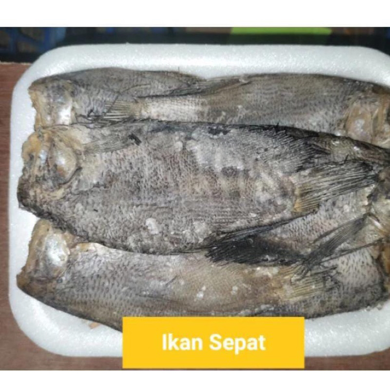 

Ikan Sepat Besar