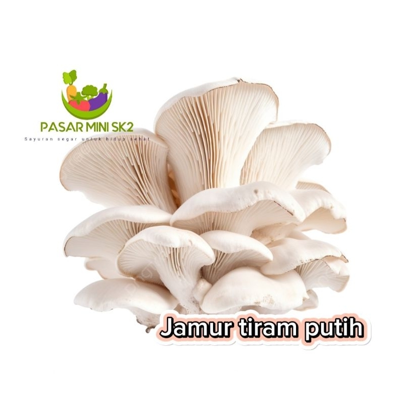 

jamur tiram