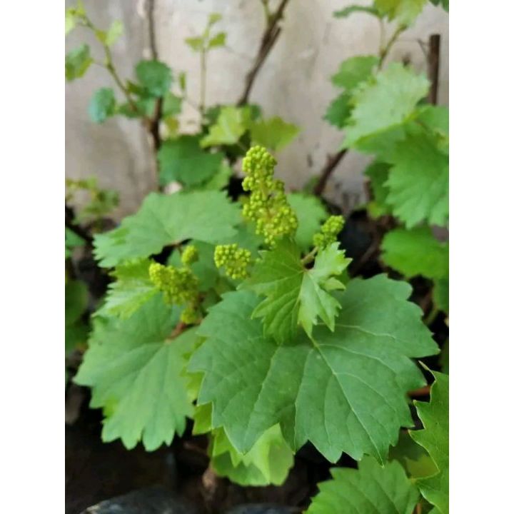 Bibit Anggur Bonggol Besar Berbunga