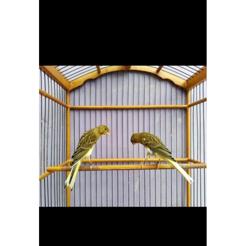 Kenari Gacoran Loper AF F1Ys F1BB F1Rasmi F1GB F1SF