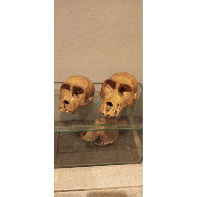 Hiding Cave Tengkorak Monyet Buaya Asli