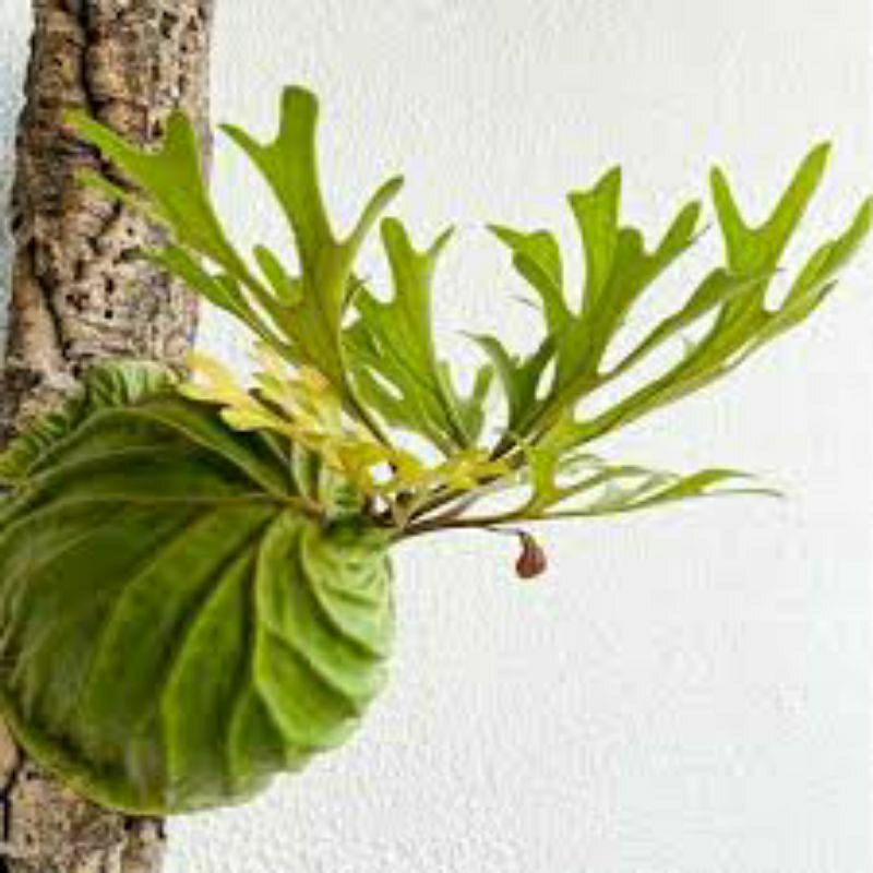 Tanaman Hias Platycerium Ridleyi / ridleyii