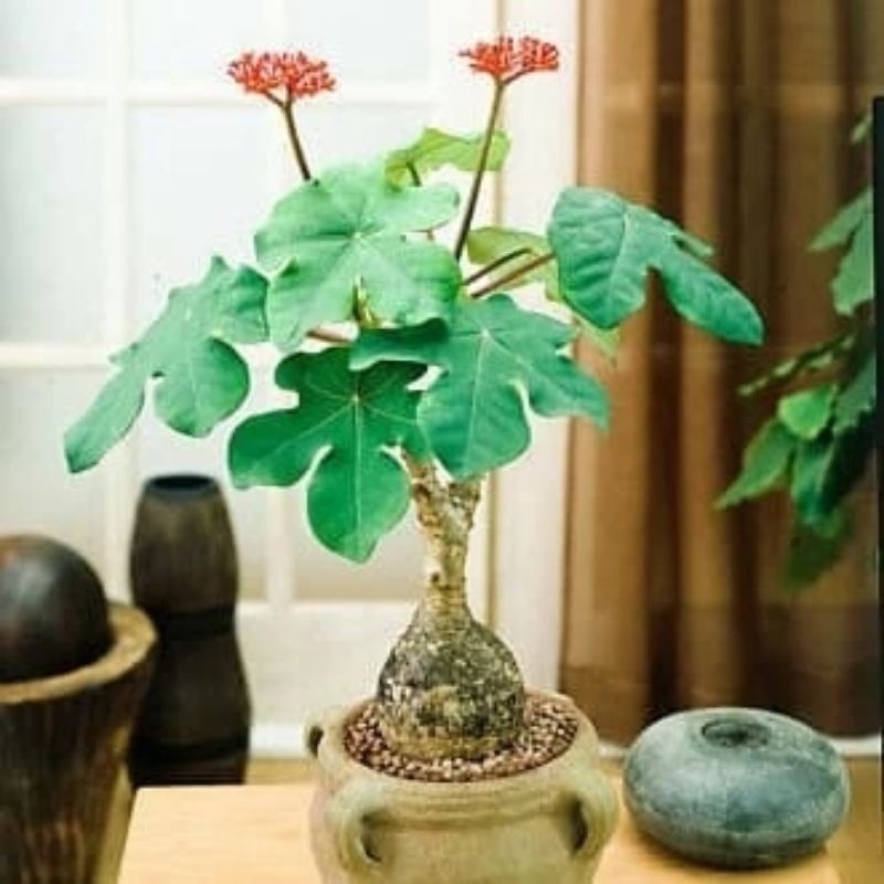 Bibit Tanaman Hias Jarak Botol - Jarak Bali - Jarak Bonsai - Buddha belly