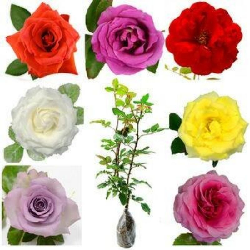 BIBIT BUNGA MAWAR HOLLAND