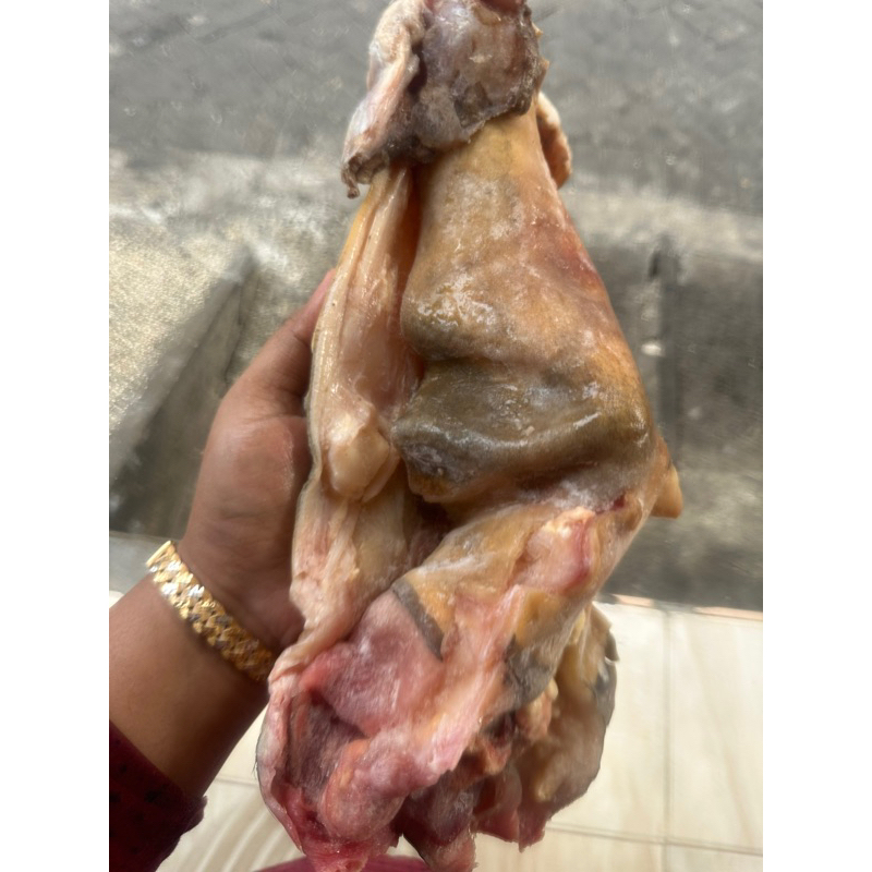 

KiKil A tanpa tulang kuku dan tulang tengah