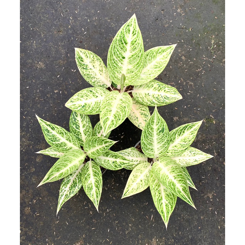 Aglonema Legacy white ( Legacy Putih )