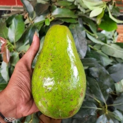 

Bibit Alpukat Aligator Asli Sambung Cepat Berbuah