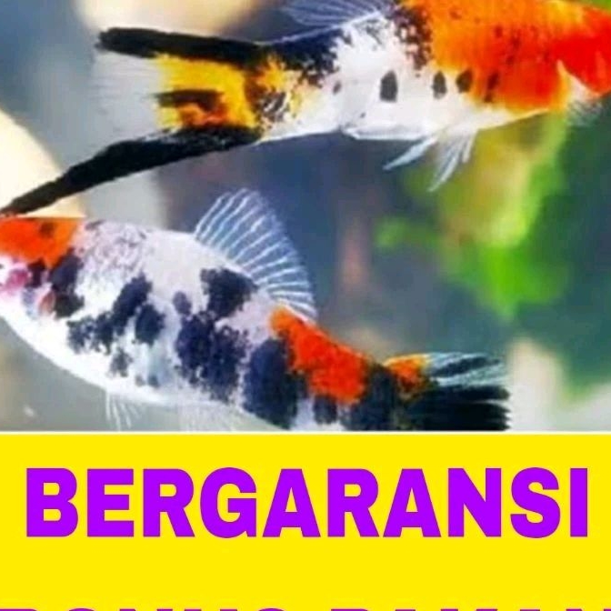 ikan hias platy sanke isi 10
