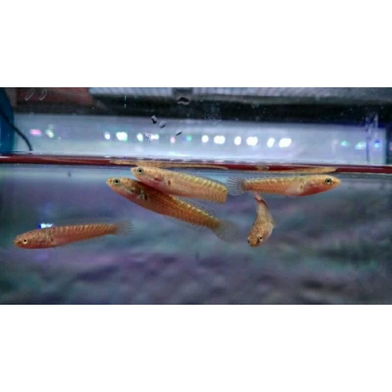 CHANA. AURANTY BEBY UKUR 4 CM BONUS PAKAN