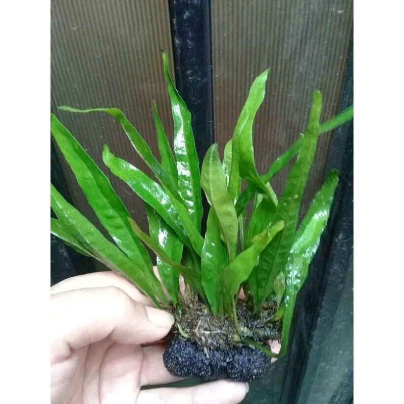 Java fern kadaka media wabikusa tanaman aquascape - aquarium