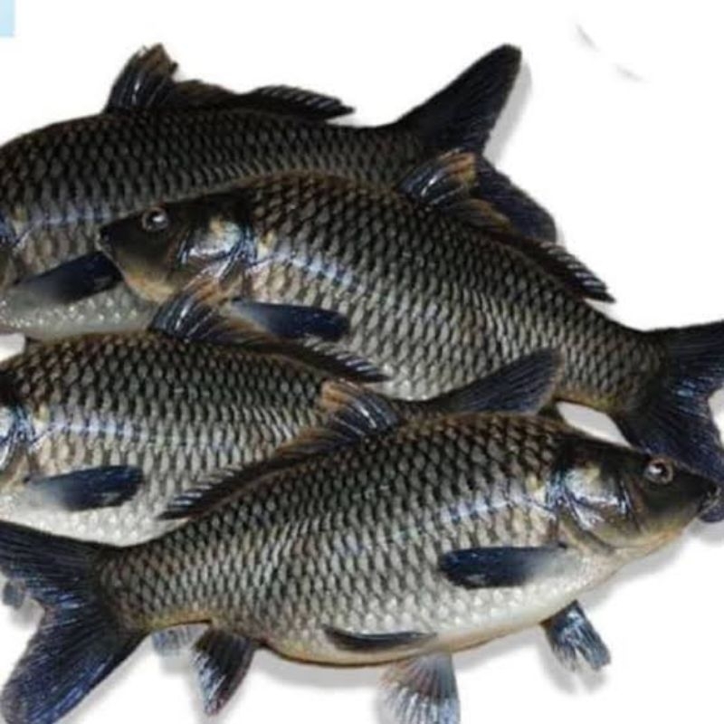 

IKAN MAS FRESH KONSUMSI | AREA BEKASI