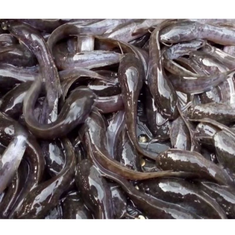 

Jual Ikan Lele Kalimantan harga per ekor