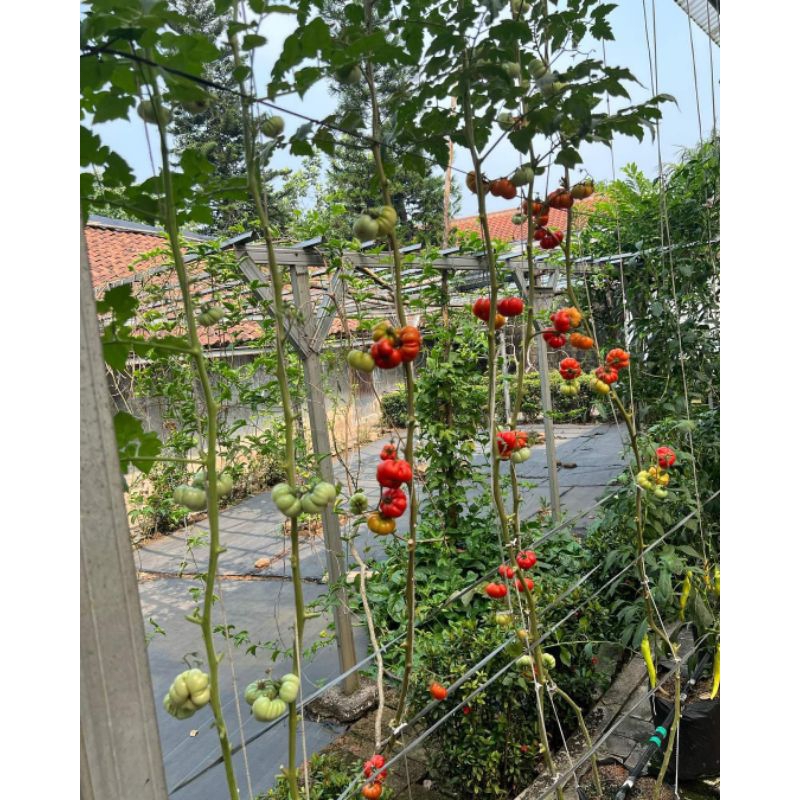 25 biji - Benih tomat mawar tomat hibrida