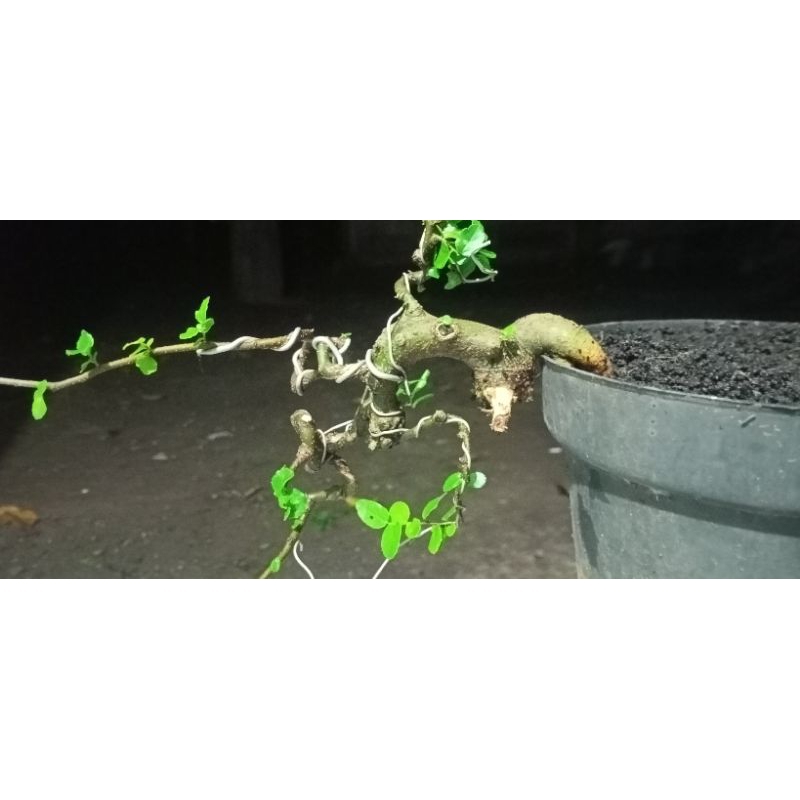 Phusu bintang micro daun bulat (Celtis Chinensis)
