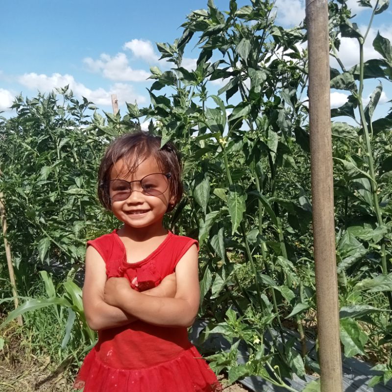 

BENIH/BIJI CABE RAWIT LOKAL KABAN 10GR