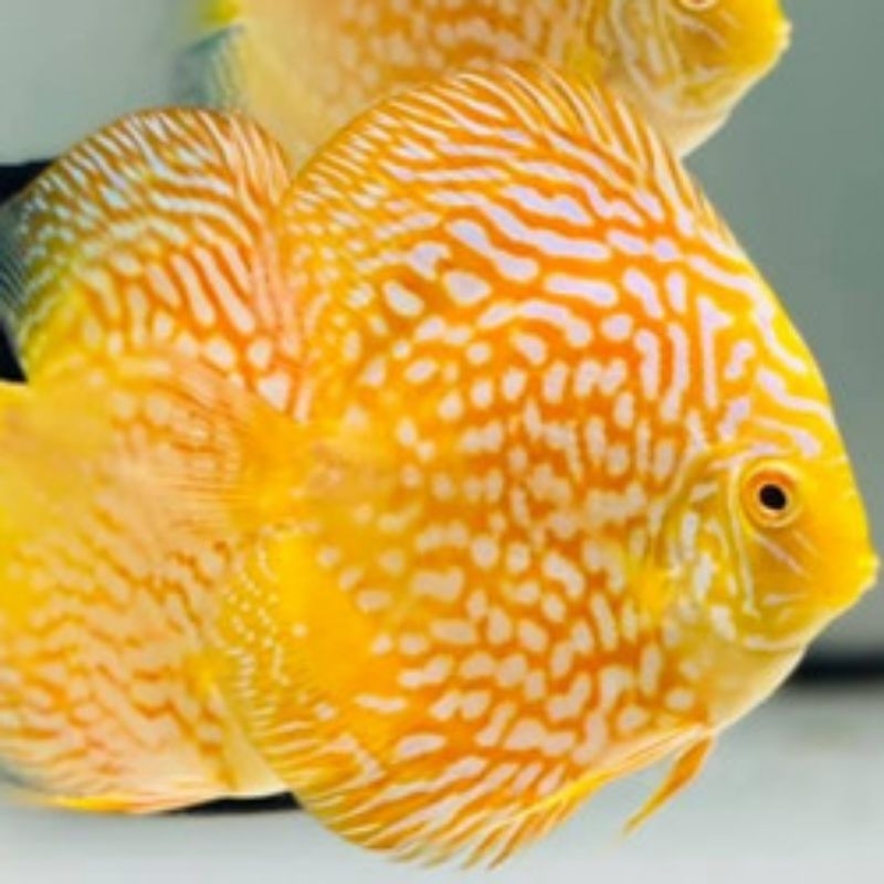 Discus yellow pigeon size 4,5"