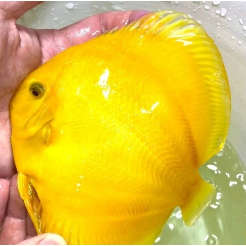 Discus yellow golden 4,5"