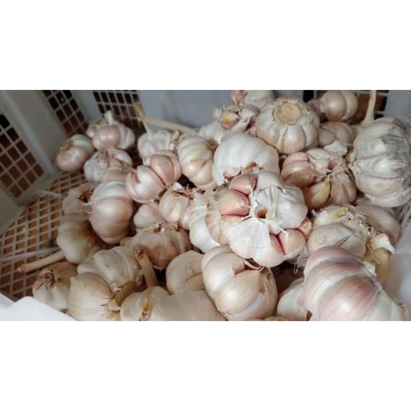 

Bawang Putih 1kg