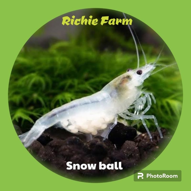 

Udang hias snow ball