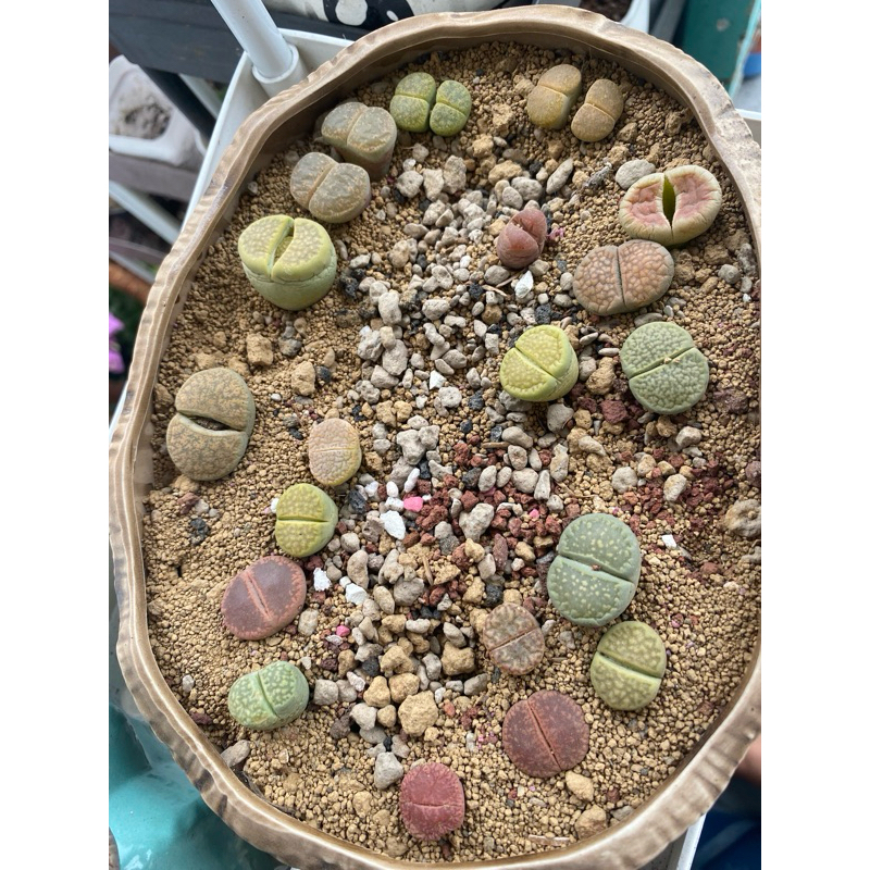 lithops murah