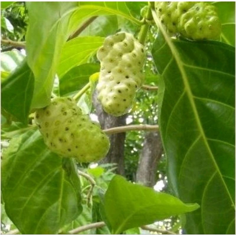 

BUAH MENGKUDU SEGAR / CENGKUDU 1KG