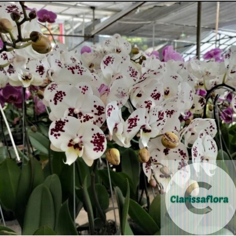 anggrek bulan sudah dewasa putih ungu / pohon anggrek bulan sudah dewasa