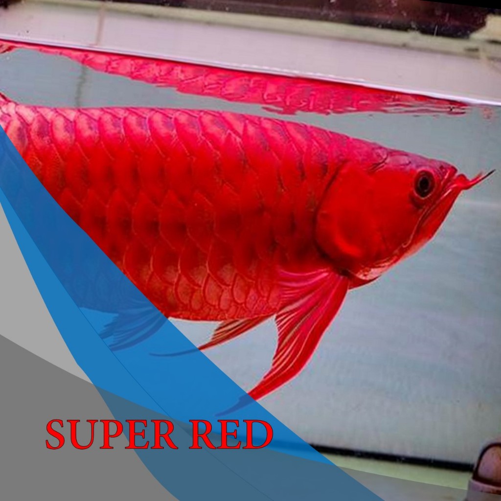 ARWANA SUPER RED size 8-10cm Beli 3 gratis 1 lengkap dengan sertifikat dan chip PROMO TOKO BARU SAMPAI Mei (setelah terjual 30 promo harga berubah)