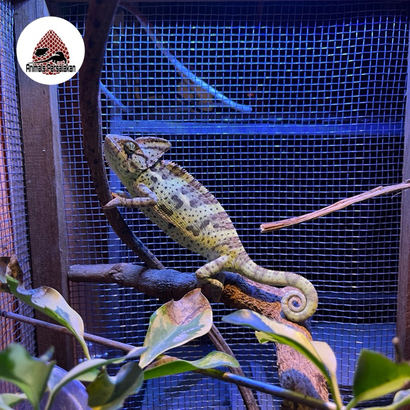 veiled chameleon betina (adult)