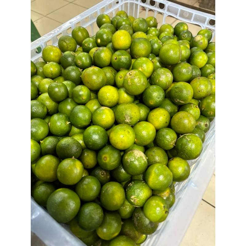 

JERUK SONKIT / JERUK KASTURI / KIETNA