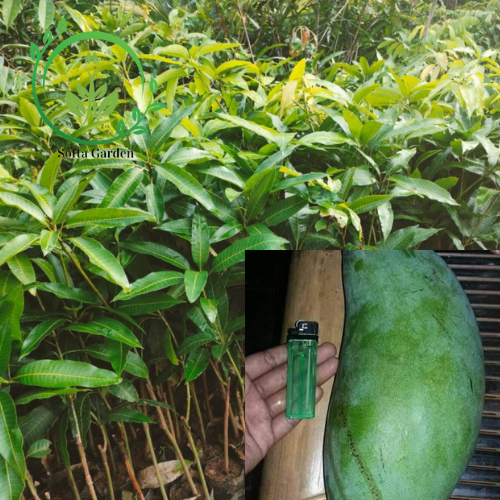 Pohon Mangga Mahatir 1,5 - 2,5 meter okulasi cepat berbuah rimbun