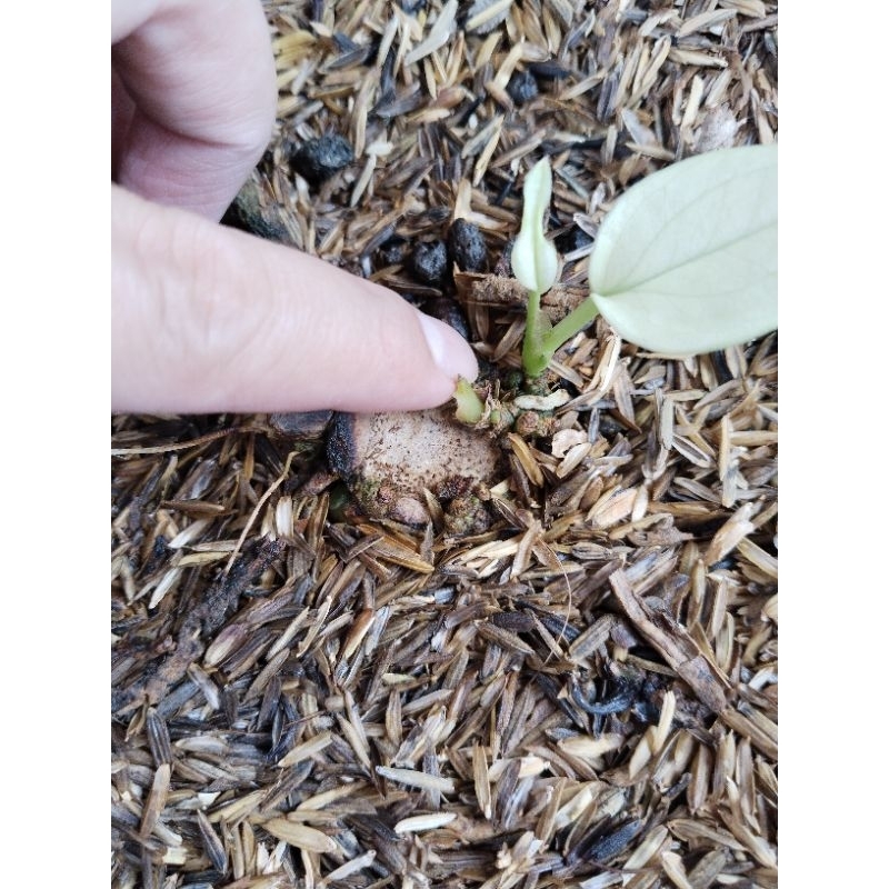 anthurium jemani wayang putih ( varigata mint putih) bonggol. besar