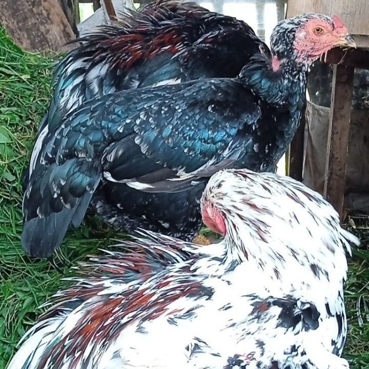 

AYAM KAMPUNG 100 EKOR