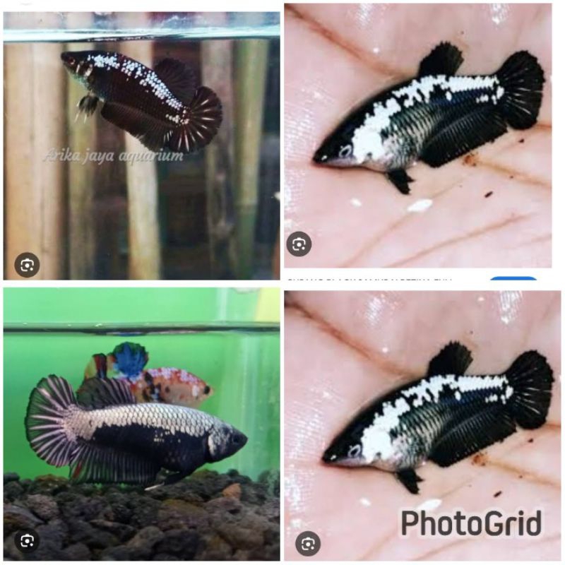 cupang betina black samurai