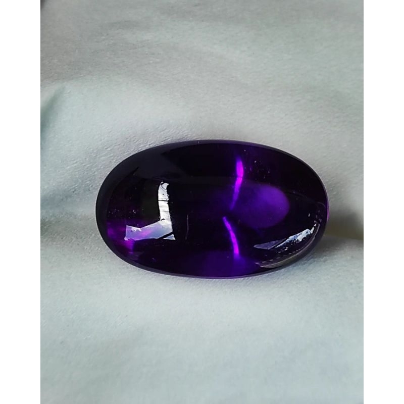 KECUBUNG UNGU BORNEO KALIMANTAN JUMBO