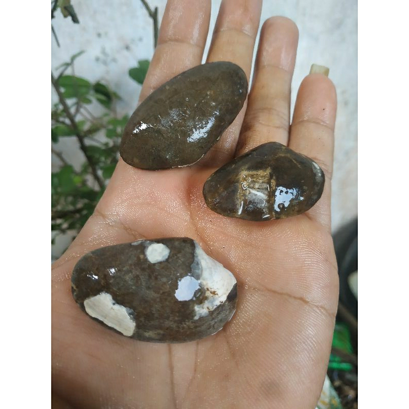 batu fosil kijing buntet