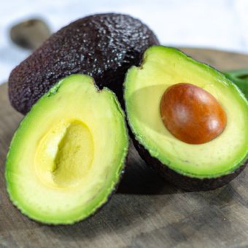 BIBIT BUAH ALPUKAT HASS OKULASI