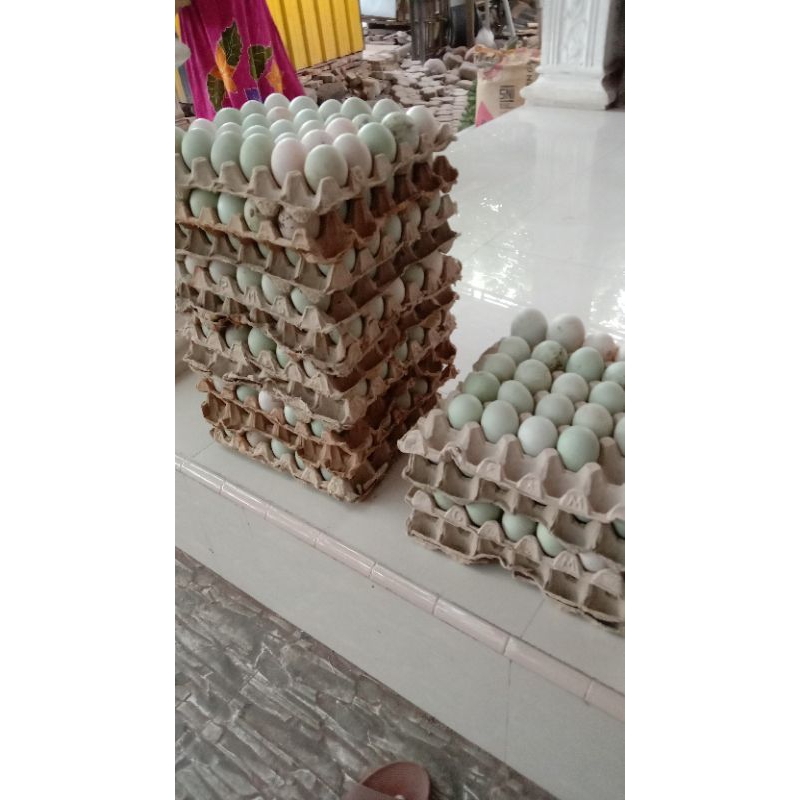 

telur bebek