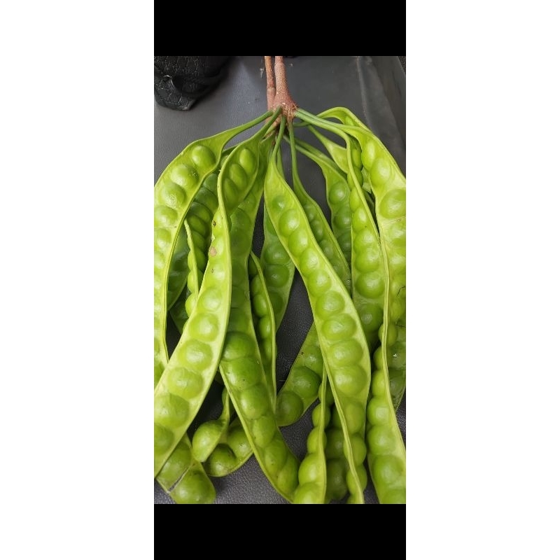 

pete termurah 10 papan tua tua rusak chat admind