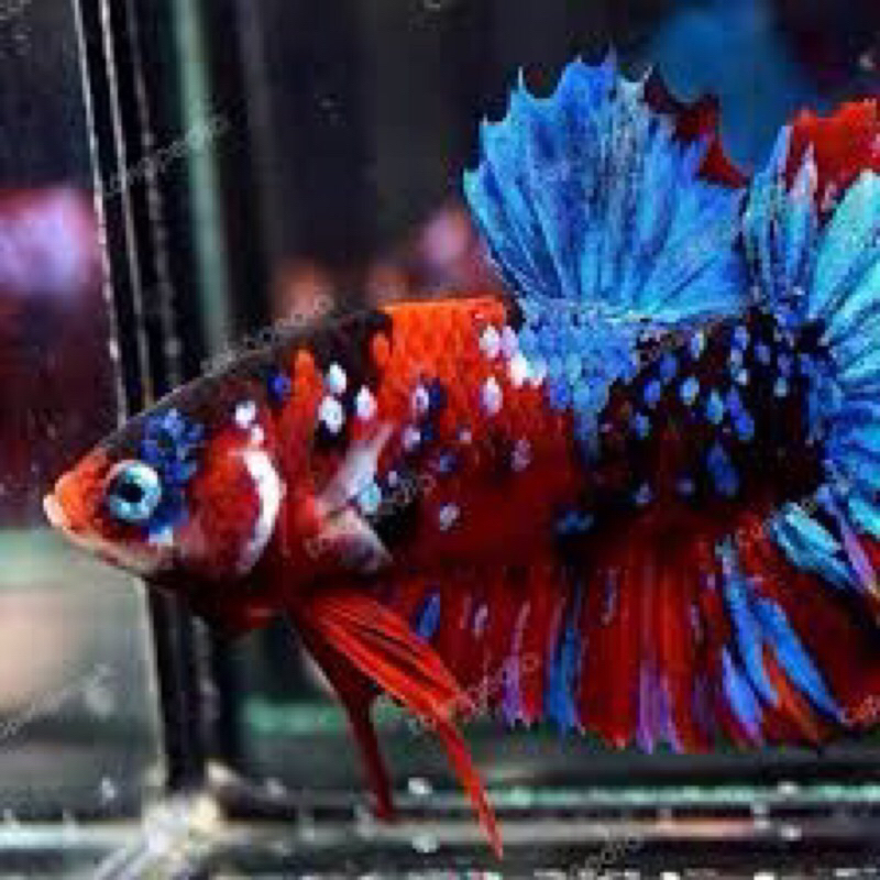 Cupang jenis plakat red koi Galaxy