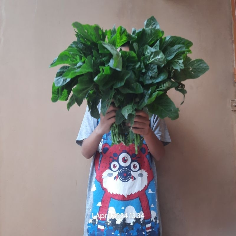 

bayam potong daun besar