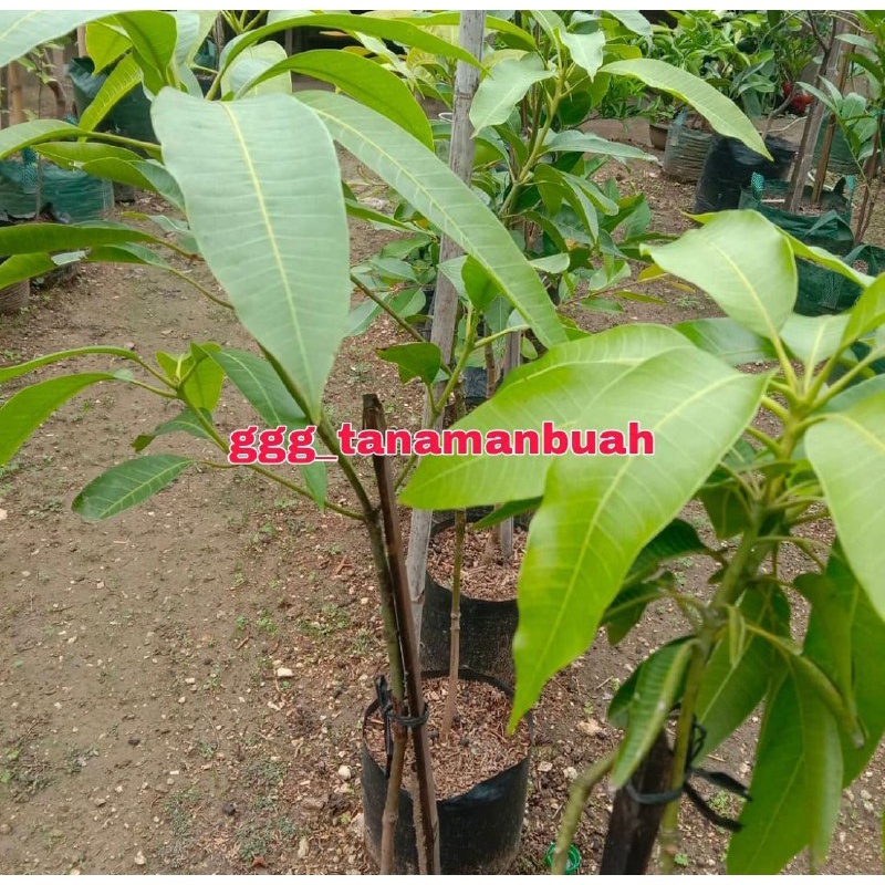 Bibit Mangga Alpukat 1 Meter Up Cepat Berbuah Super