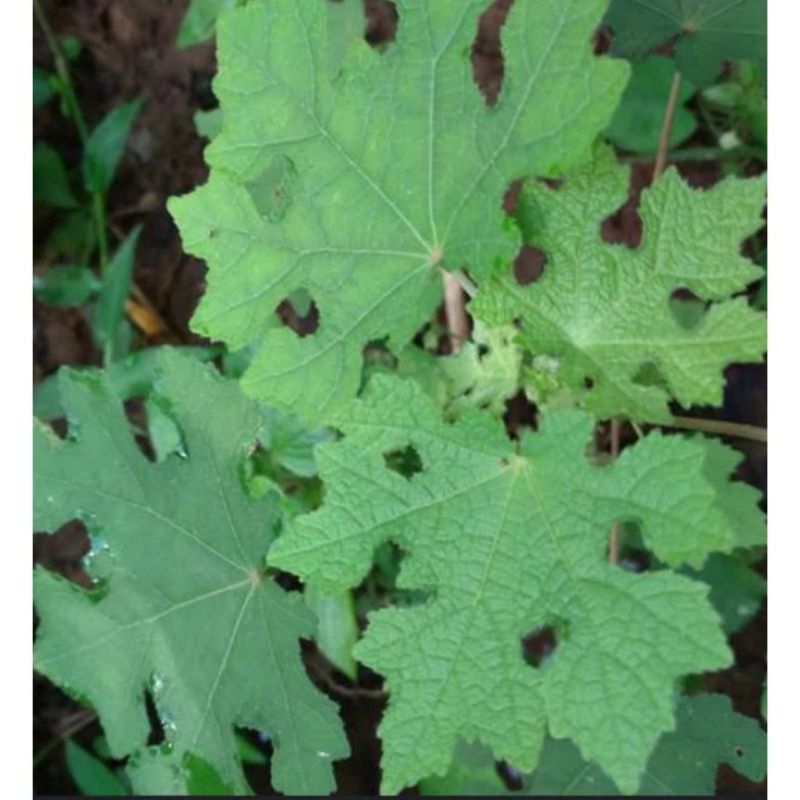 

daun PULUTAN SEGAR 250 gram