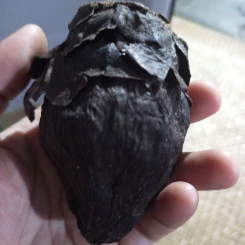 buah ulur ulur kalimantan