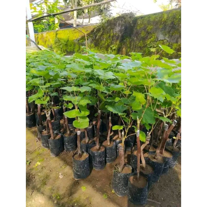

Anggur import berbunga