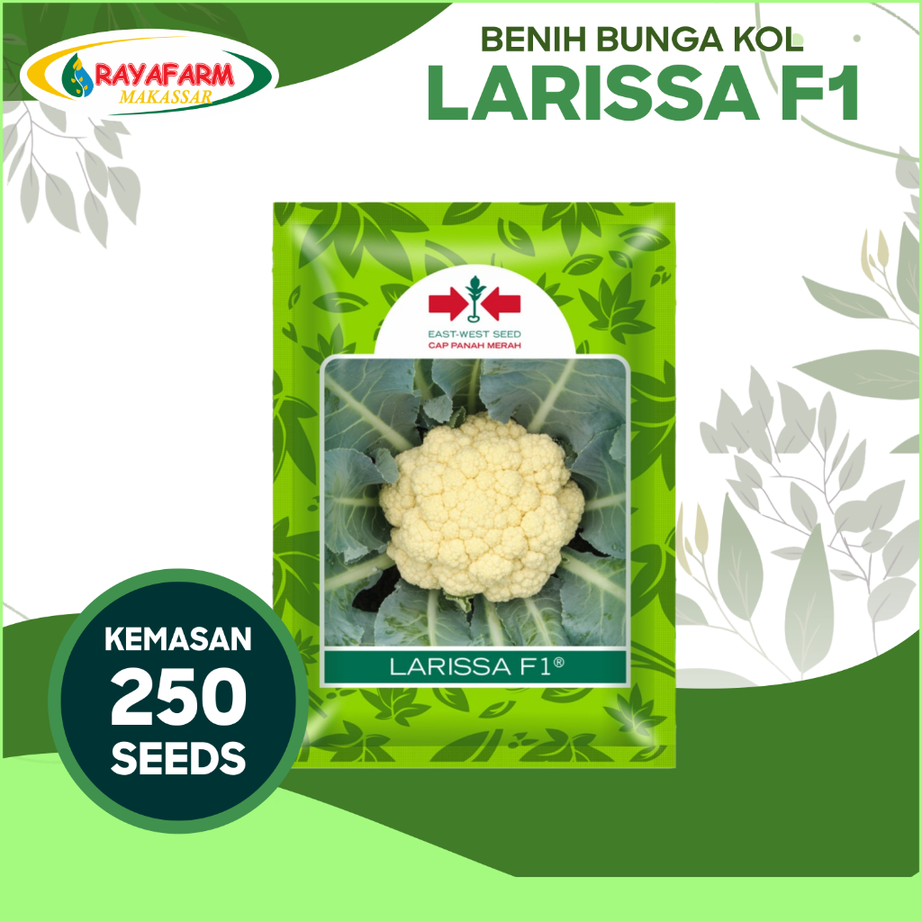 Benih Bibit Kembang Bunga Kol LARISSA F1 250 Butir - Panah Merah