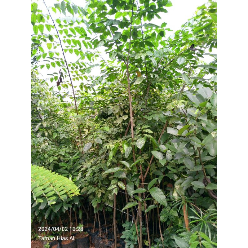 pohon pelindung angsana 1-2 meter