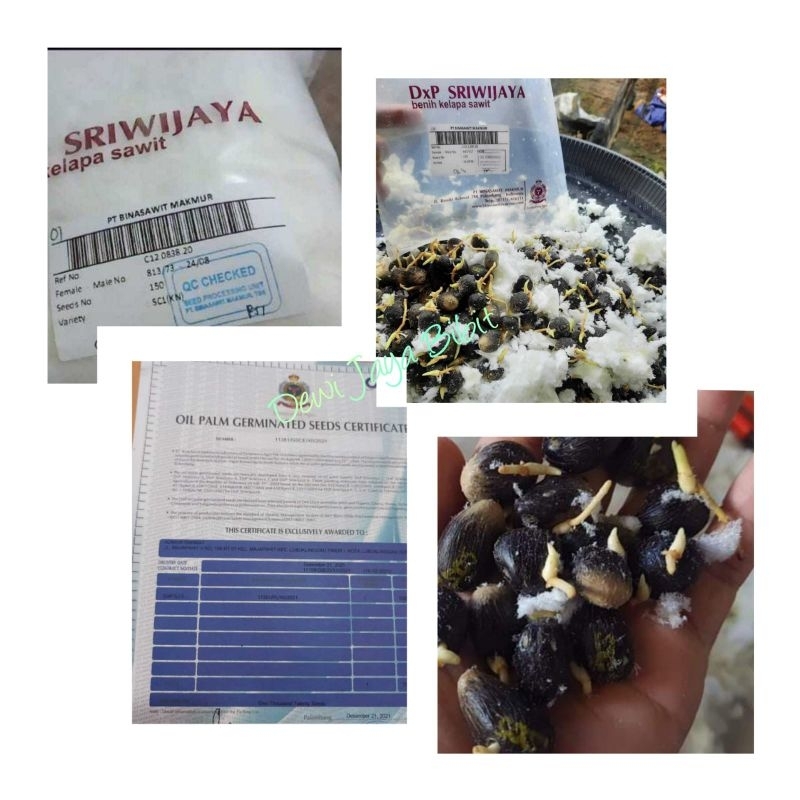 Bibit Kecambah sawit Sriwijaya5 unggul