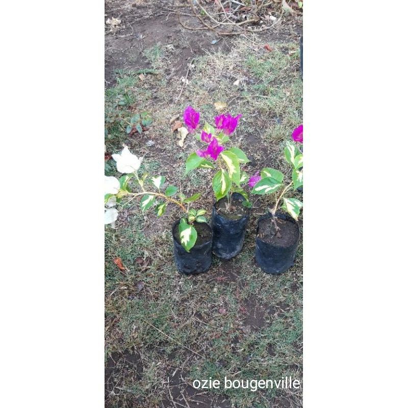 bibit tanaman hias hidup bunga Bougenville merah putih