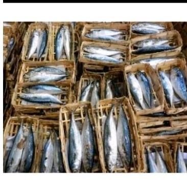 

Ikan Pindang Tongkol
